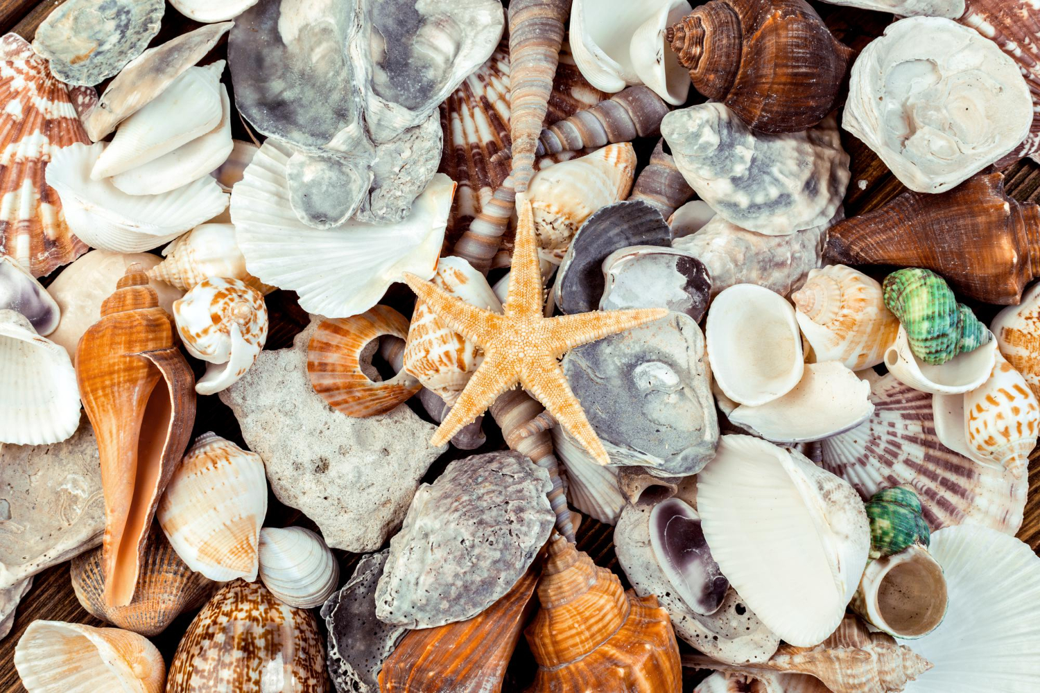 Shells or pebbles from any Greek beach