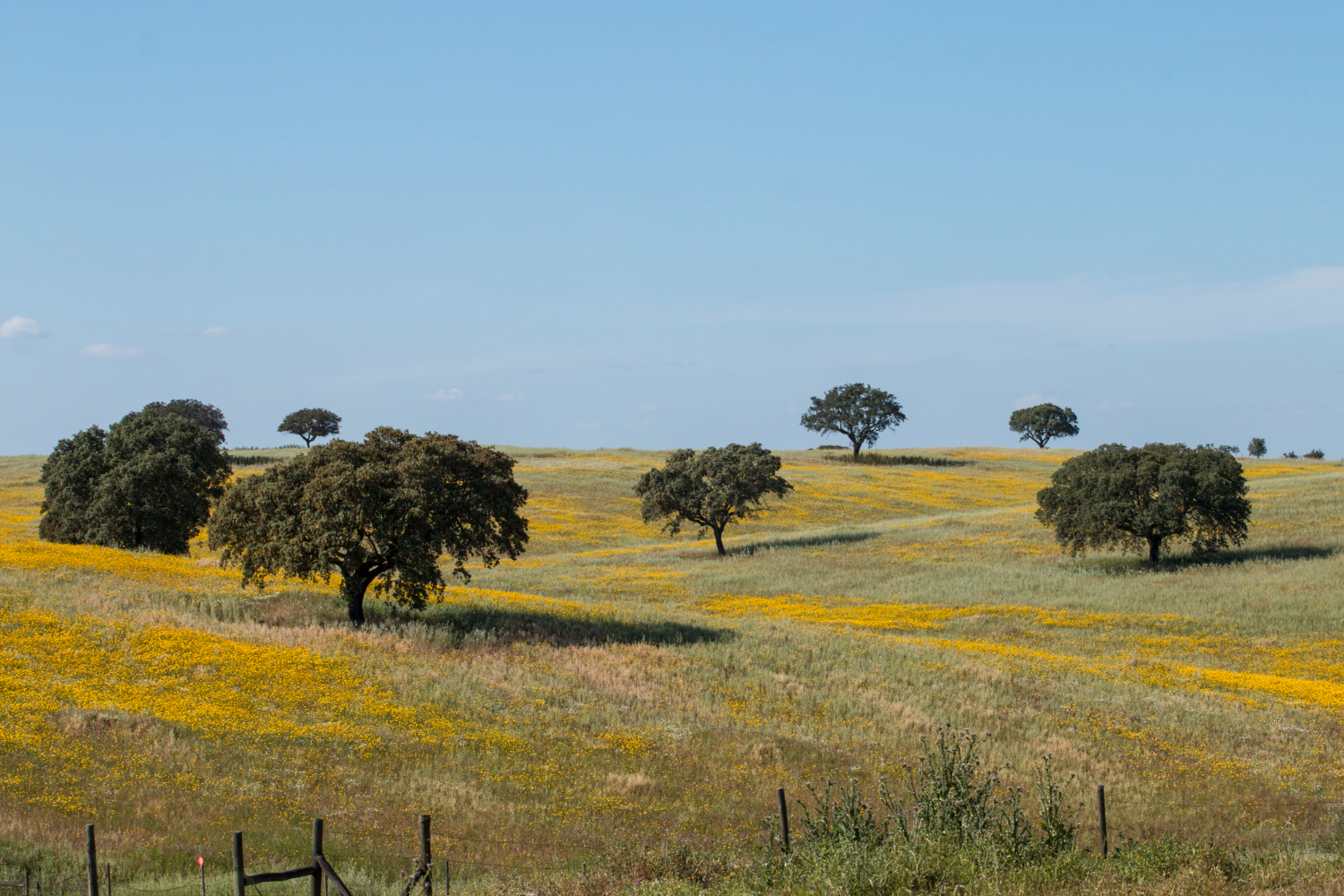 The Alentejo region