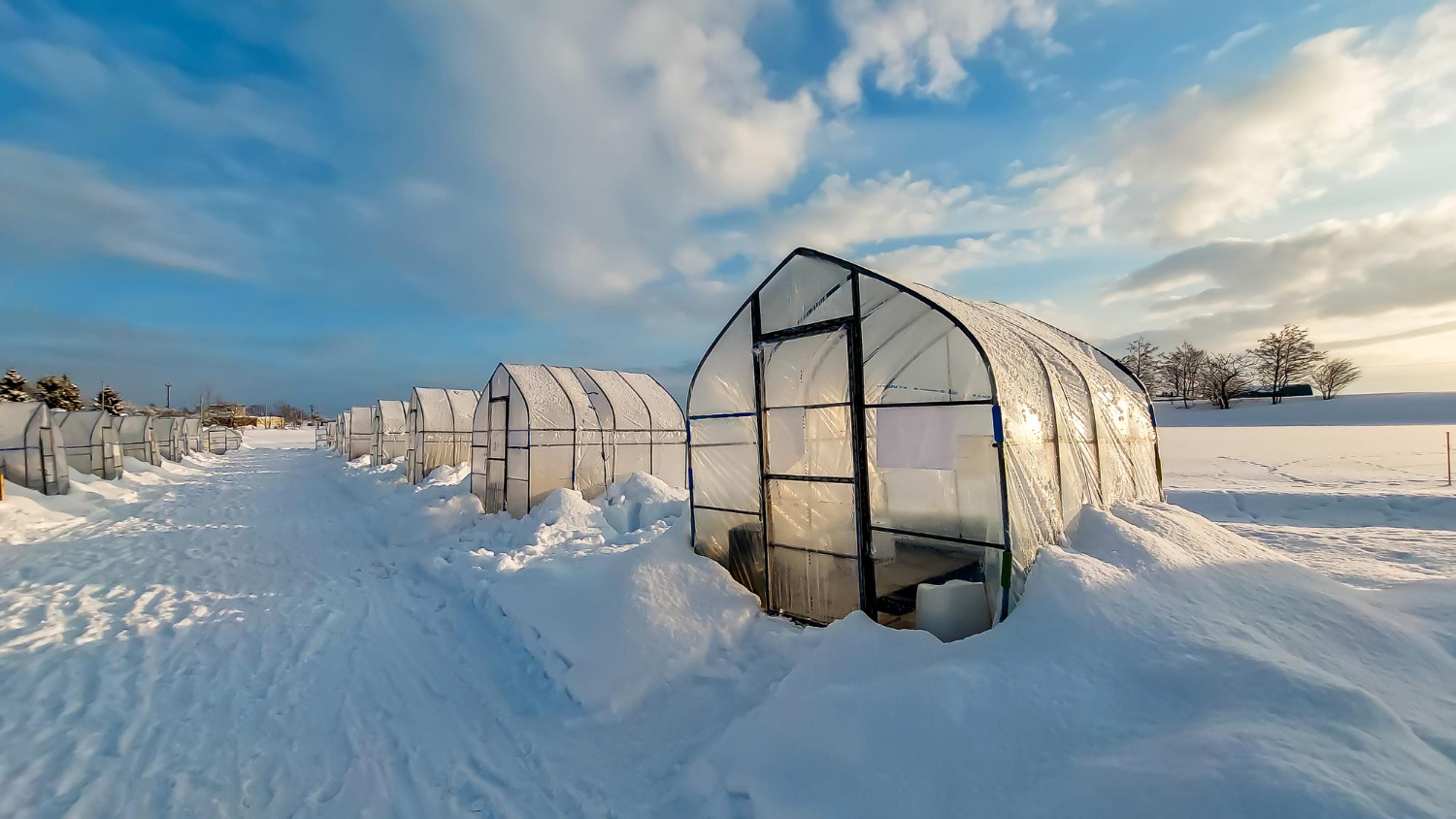 Glass Igloos