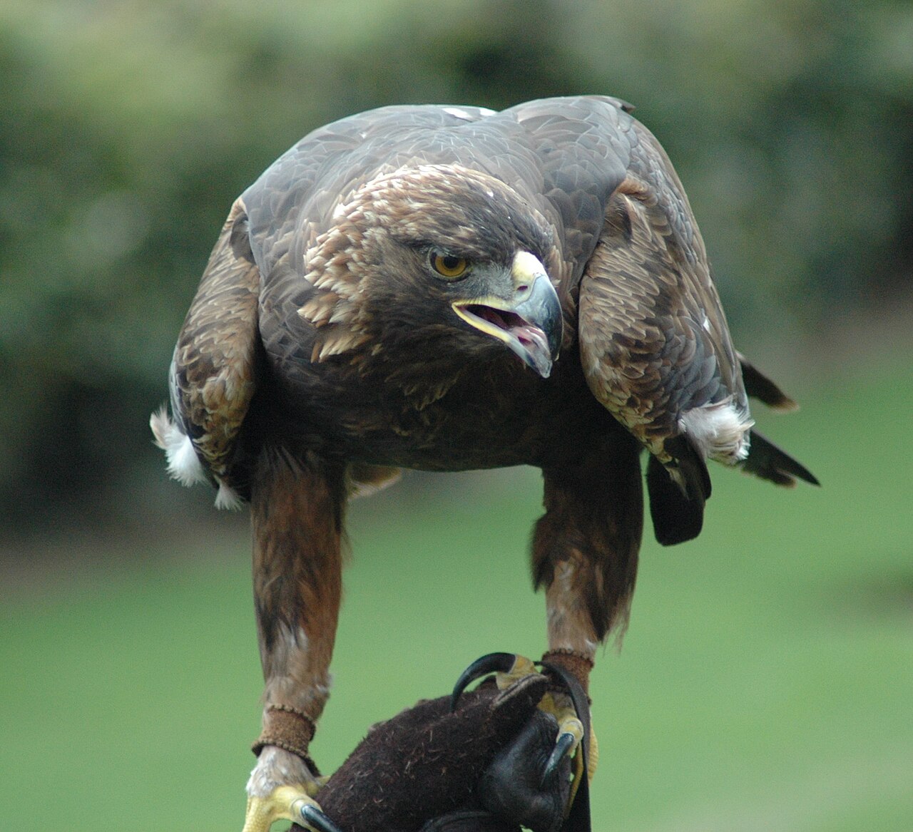 Golden eagle