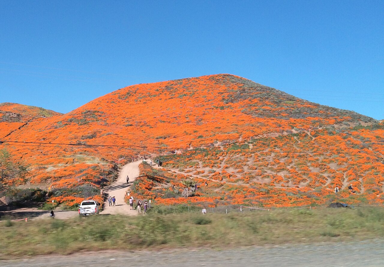 Wildflower Super Blooms