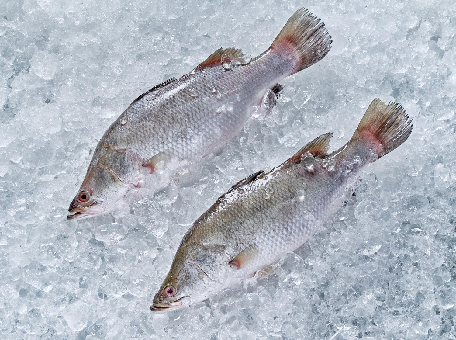 Fish