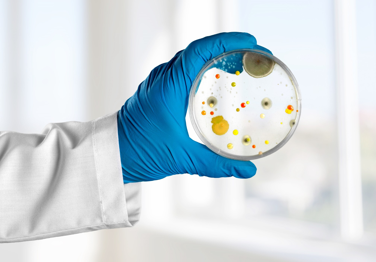 bacteria
