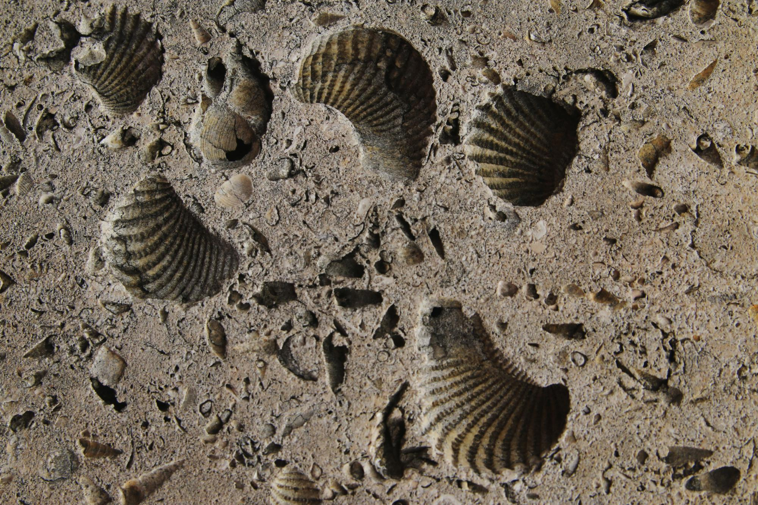 Fossils