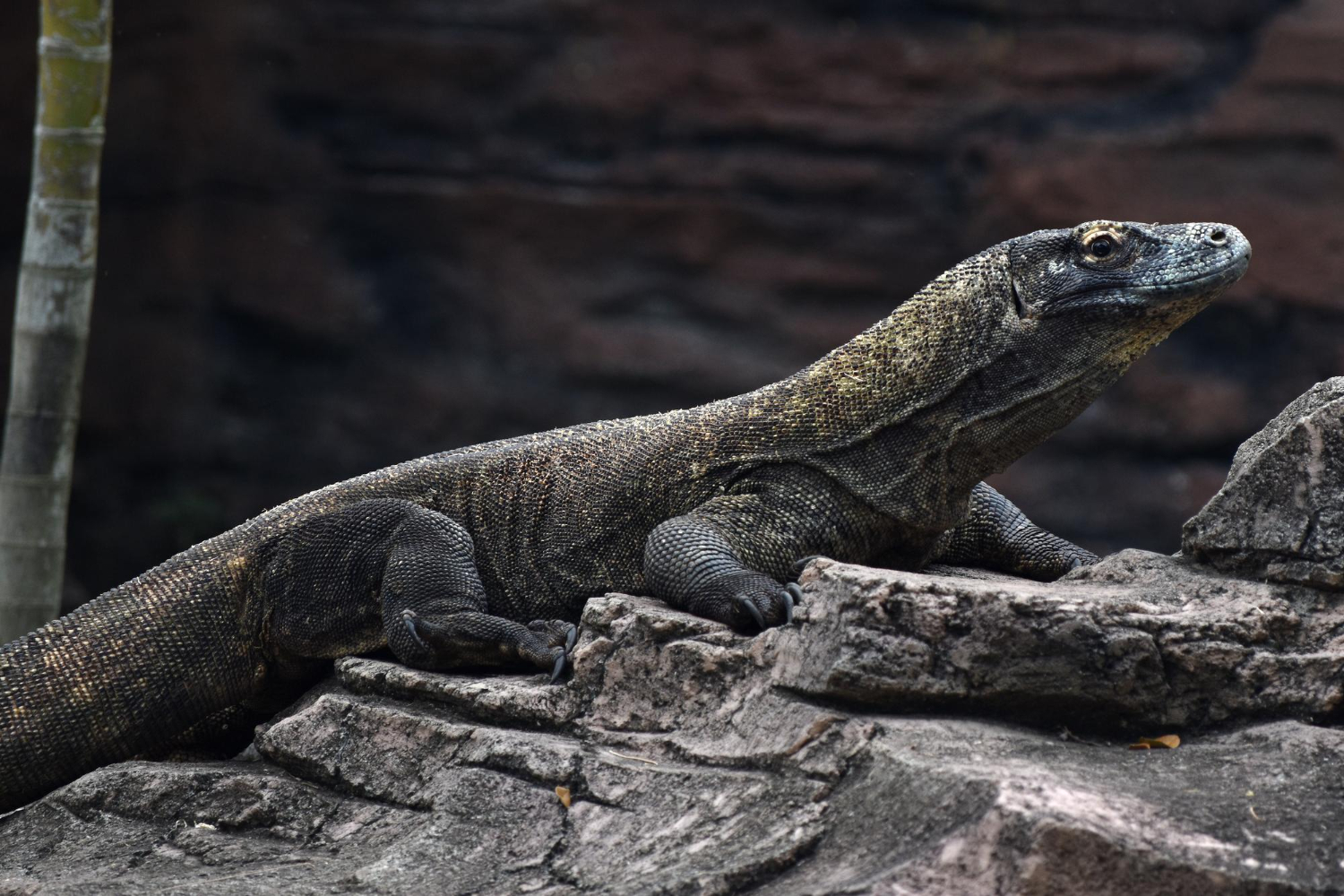 Komodo dragon