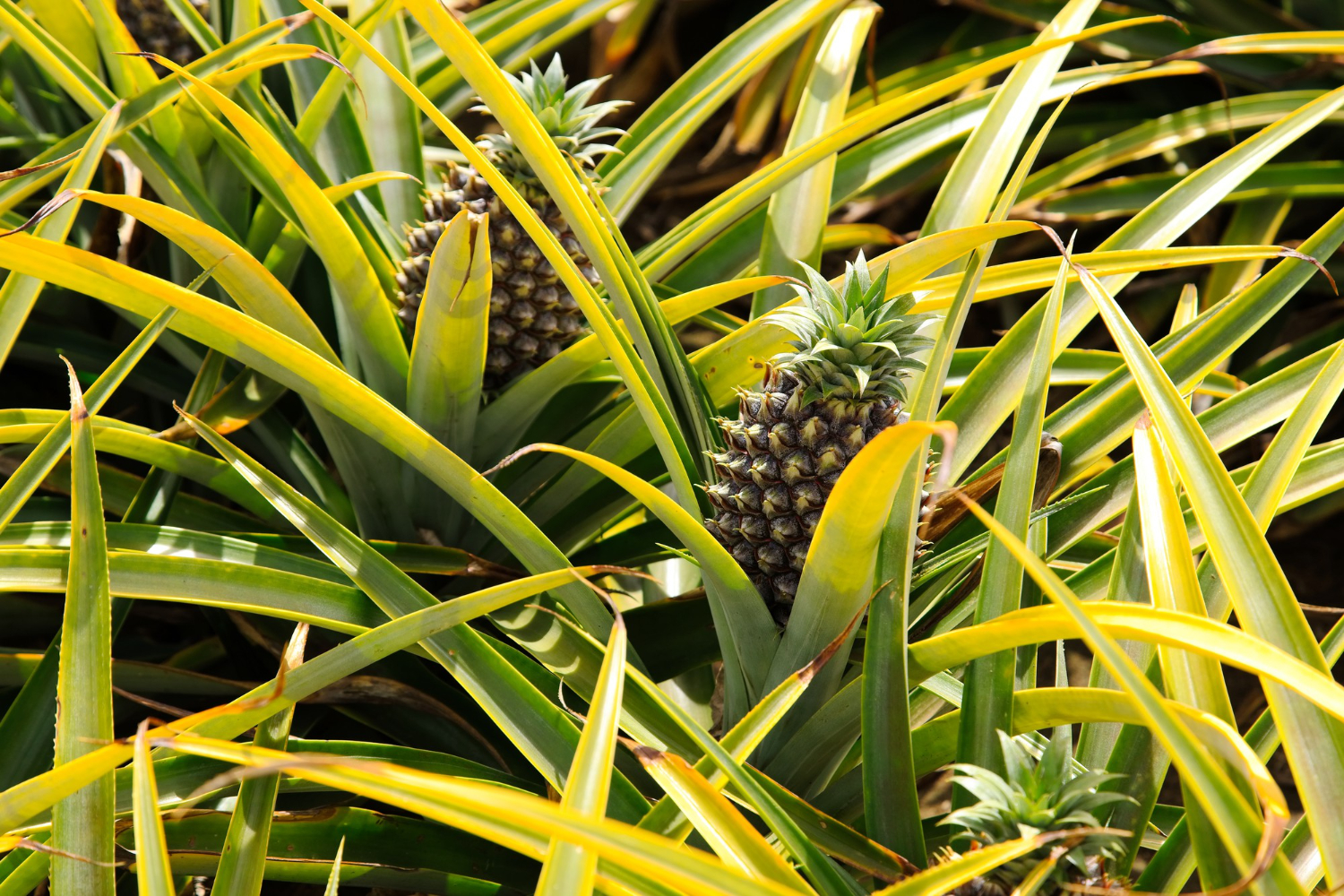  pineapple