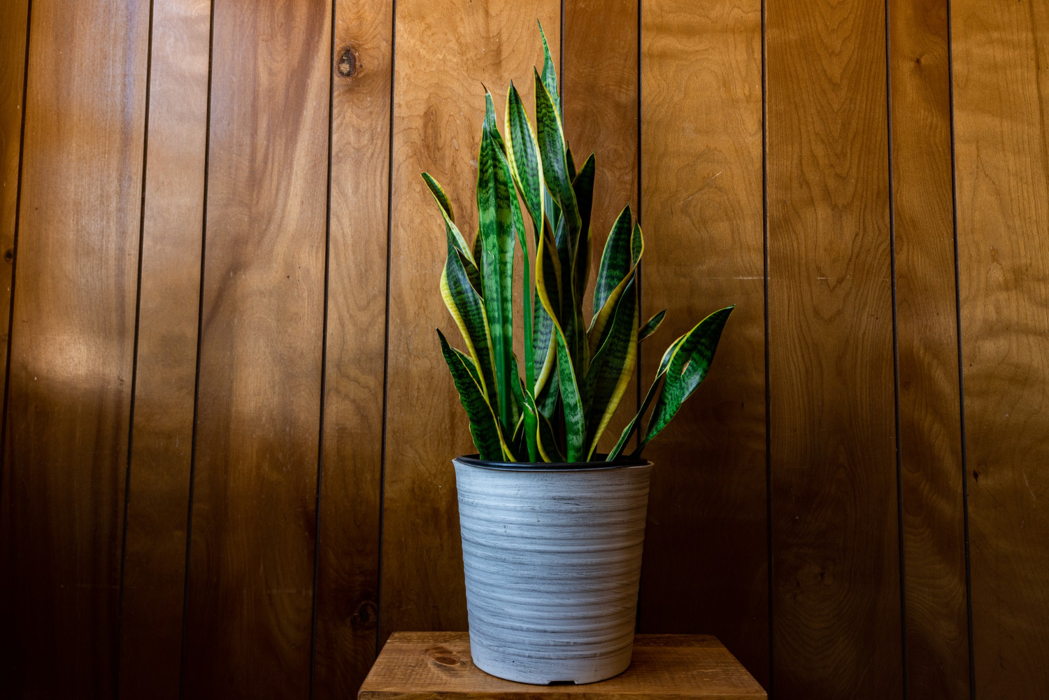 Plant