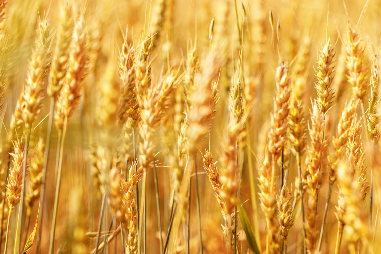 Crops