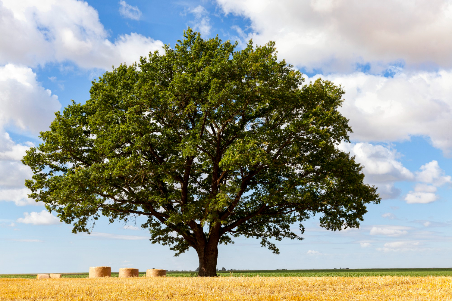 tree
