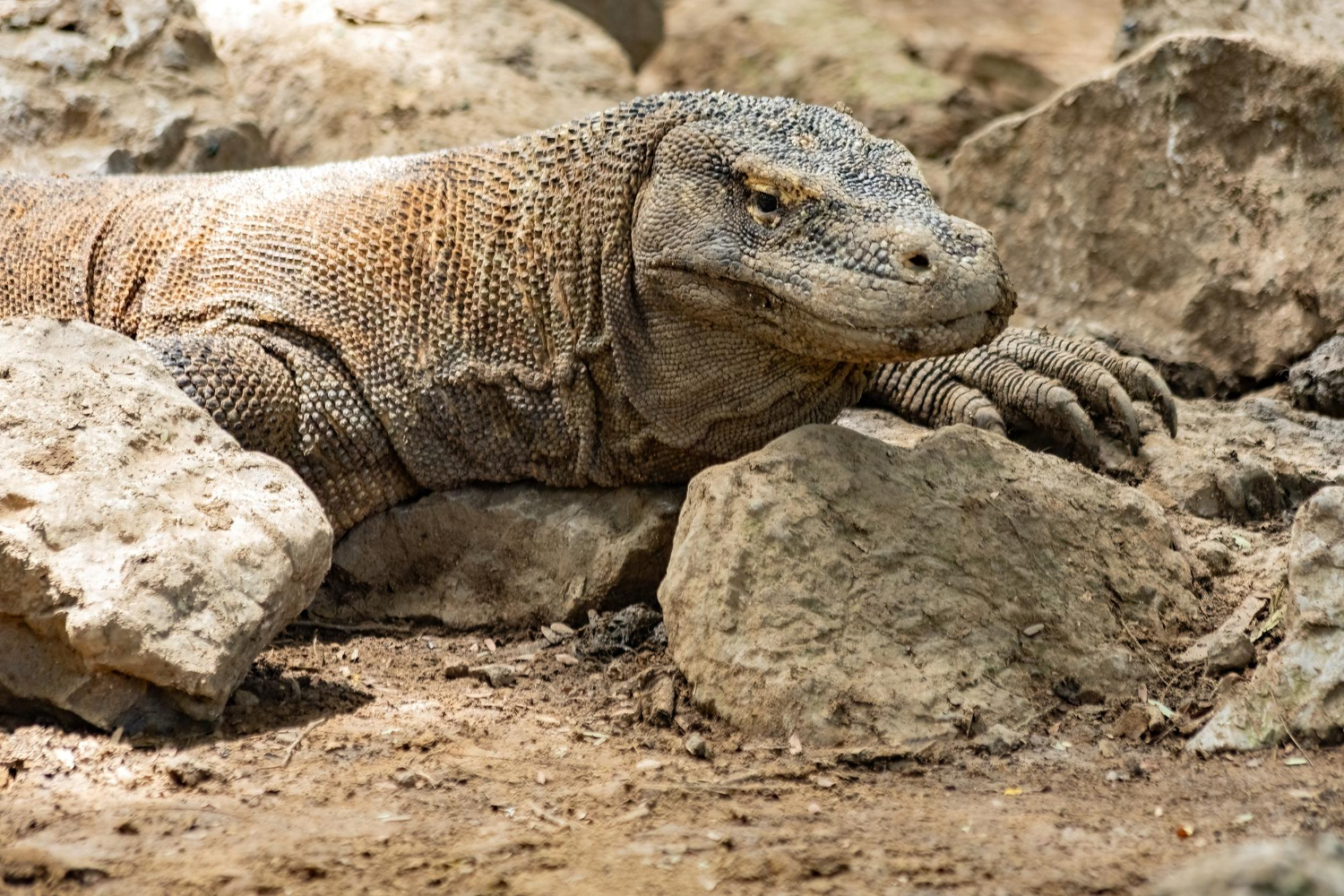 Komodo dragon