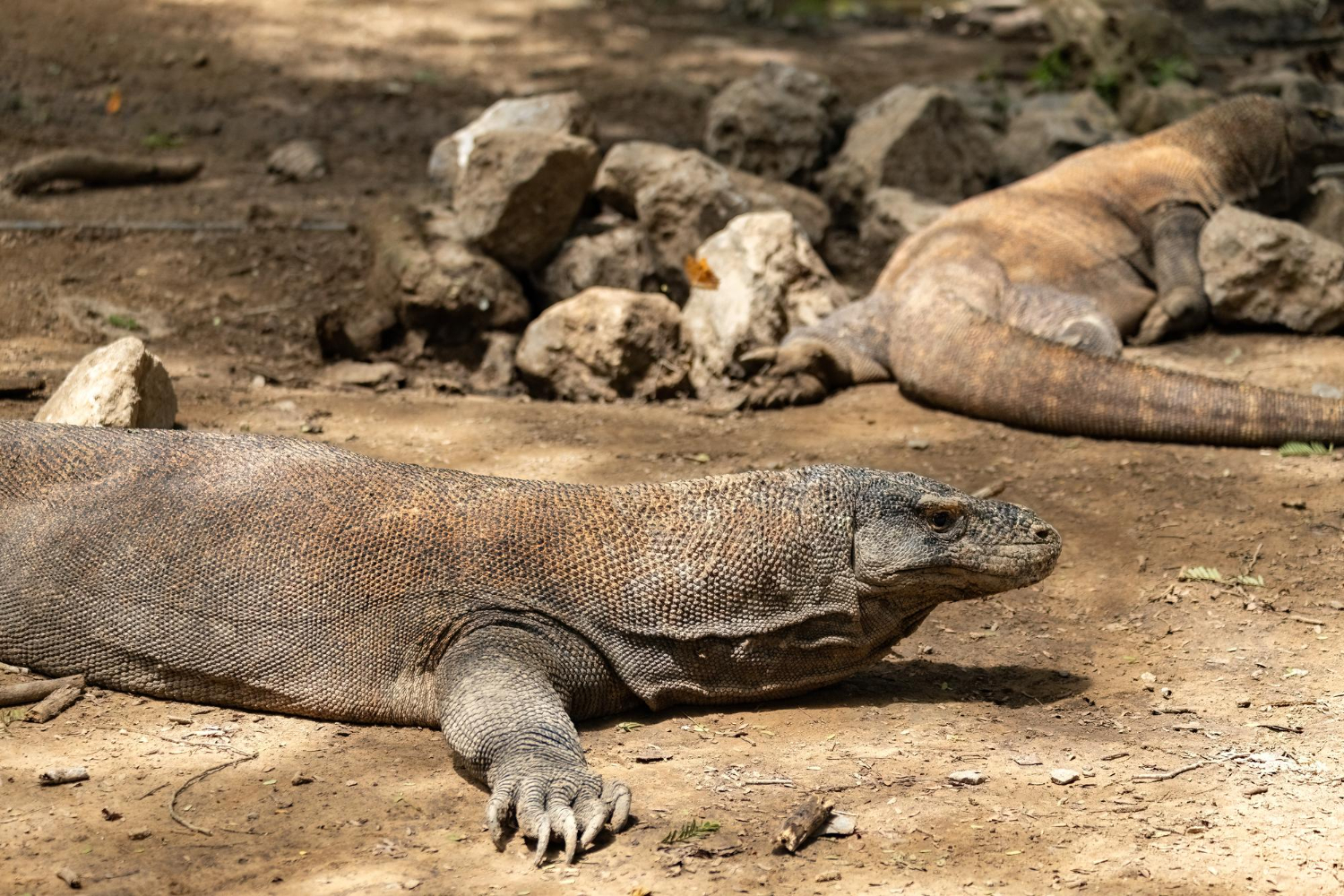 Komodo dragon