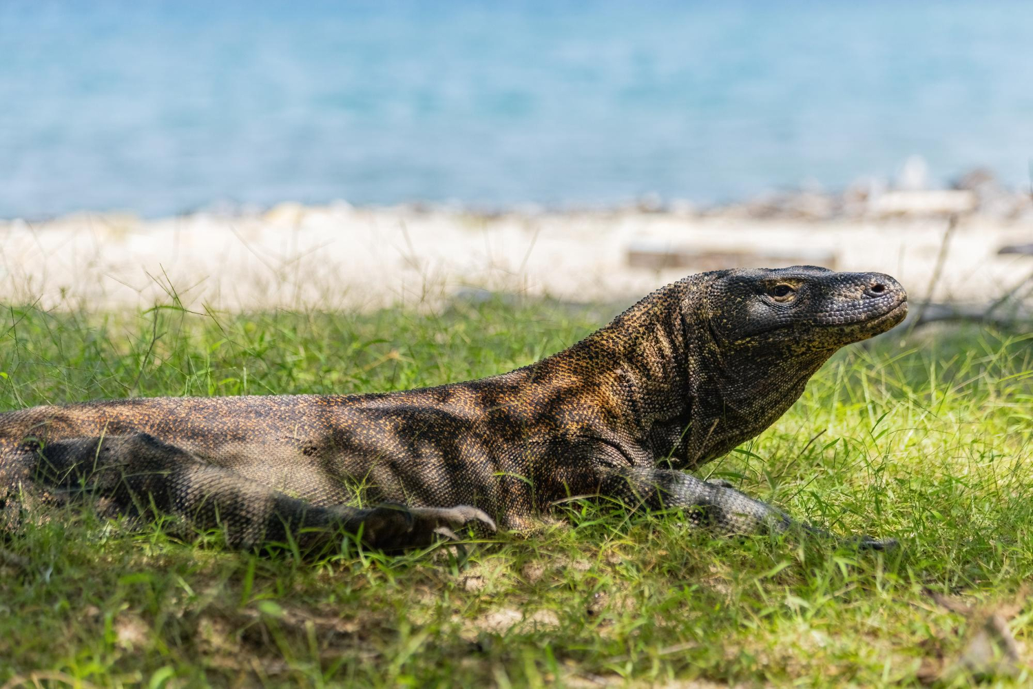 Komodo dragon