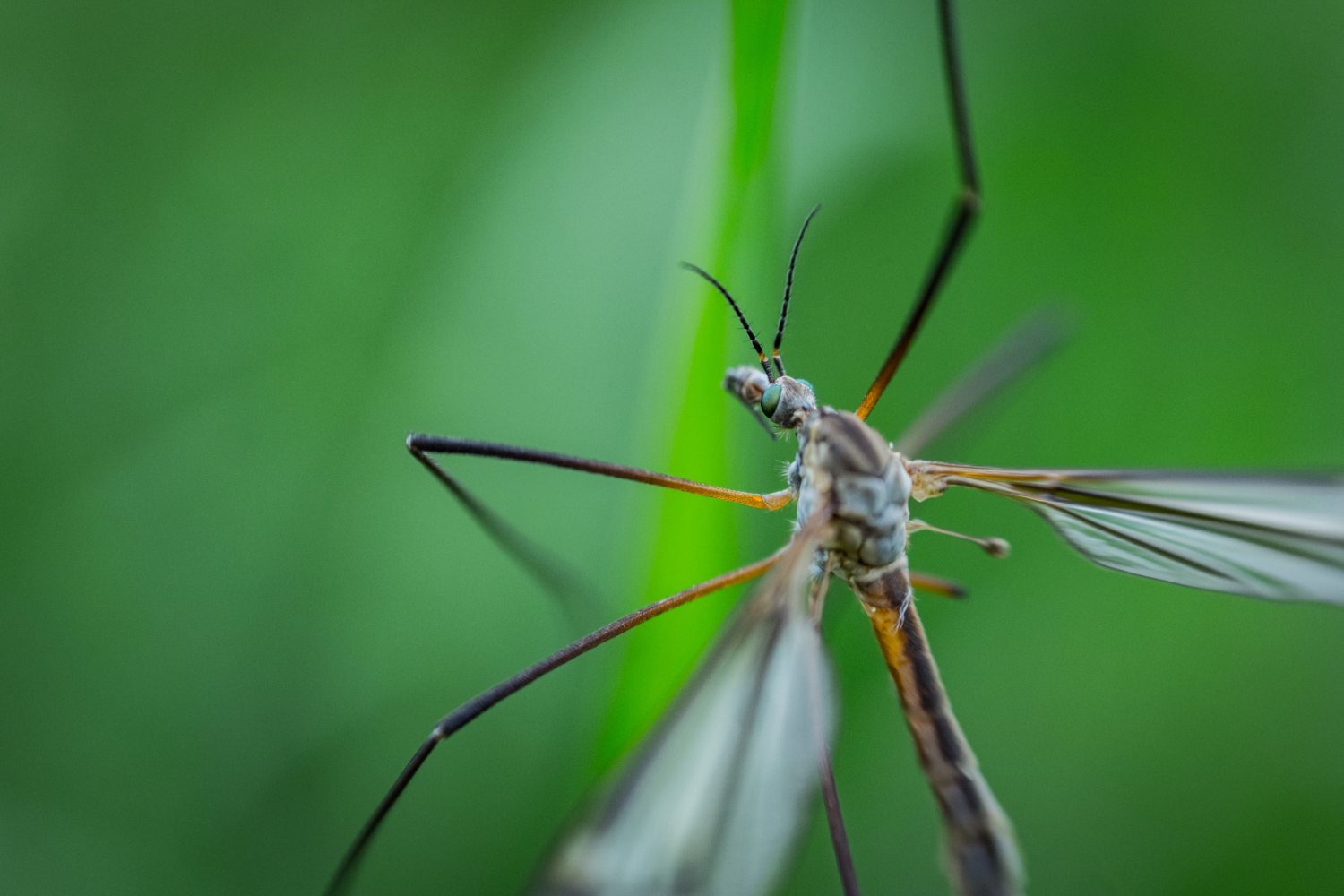 mosquitoes