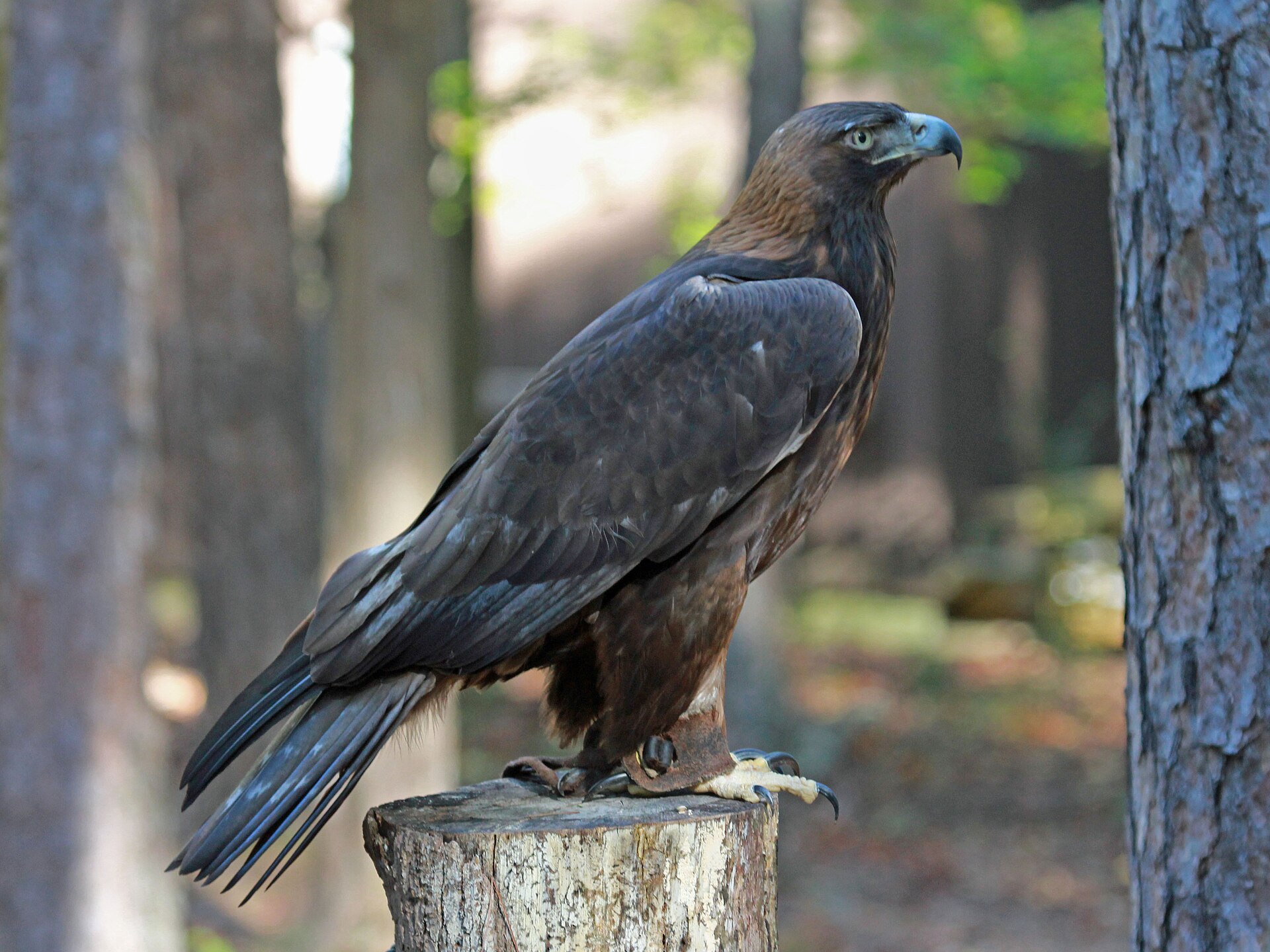Golden eagle