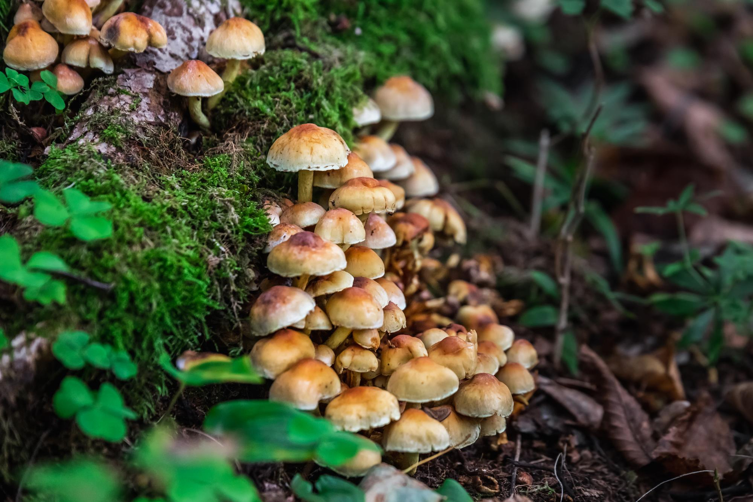 Mushrooms