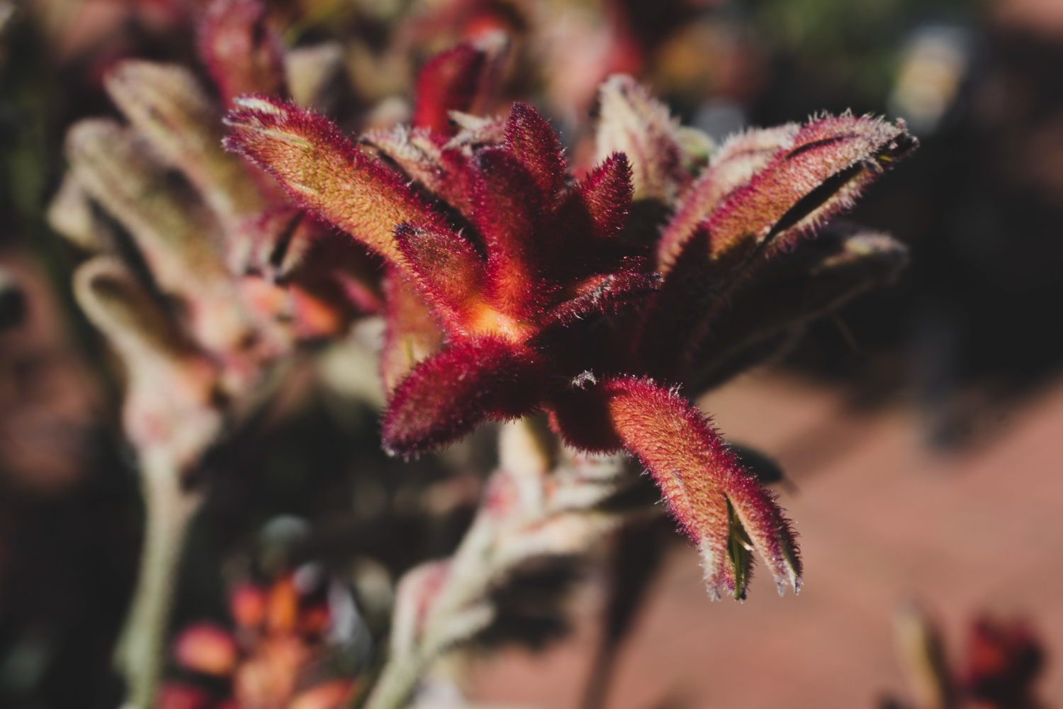 Specific Plants