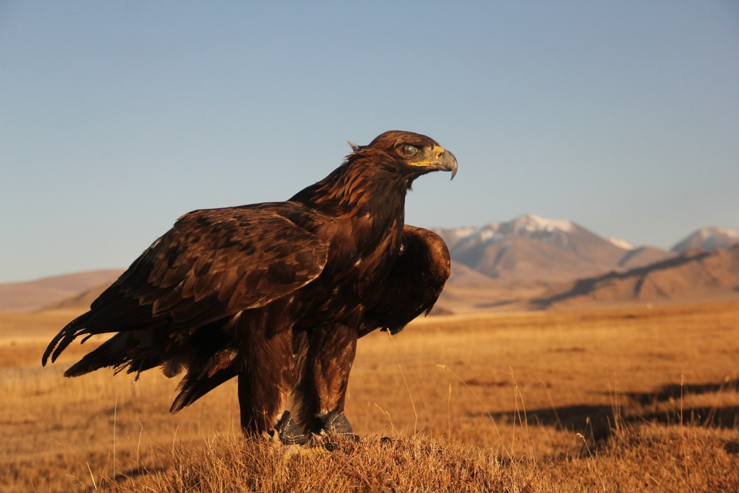 eagle 