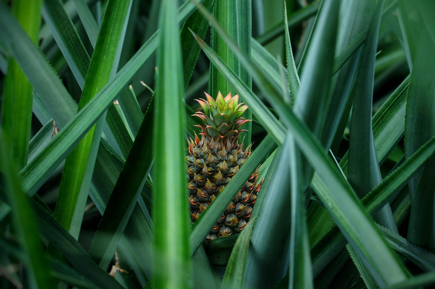  pineapple
