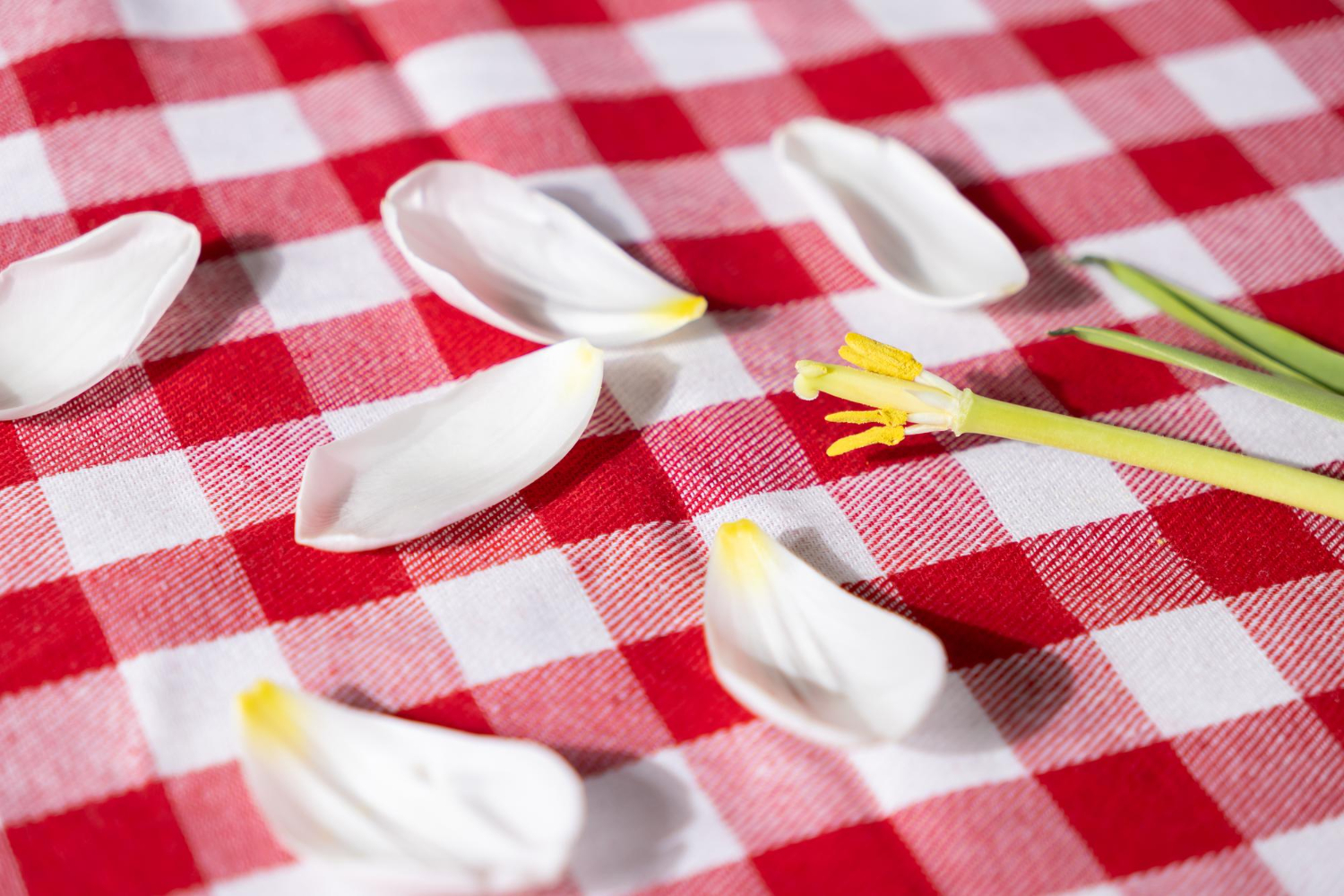 Red-and-White Checked