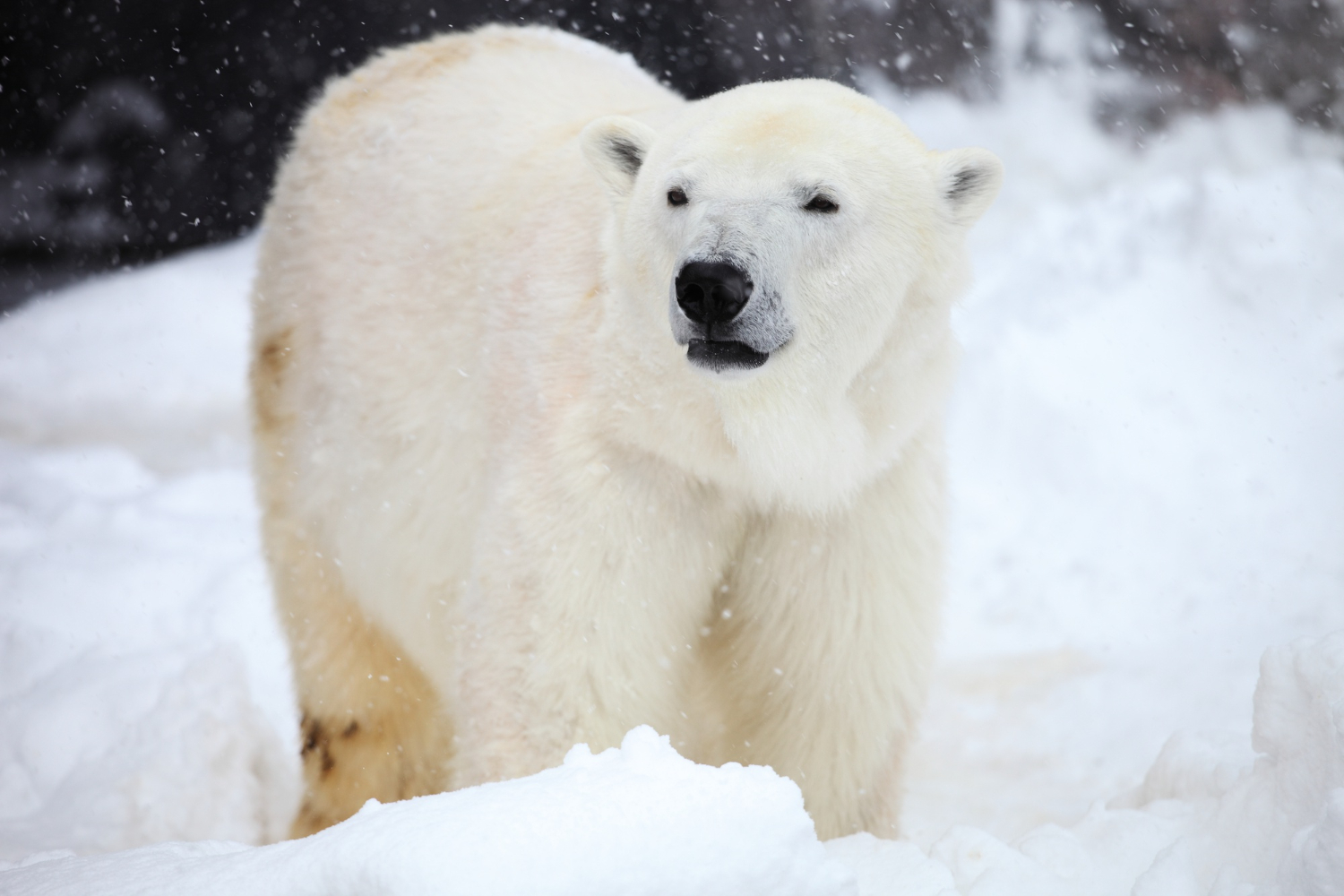 Polar Bear