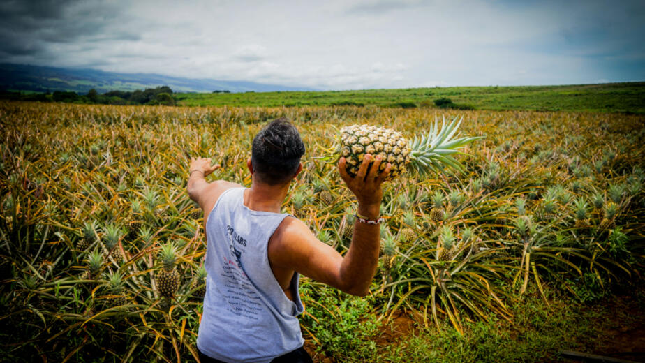 The Portuguese island where pineapples grow in glass greenhouses