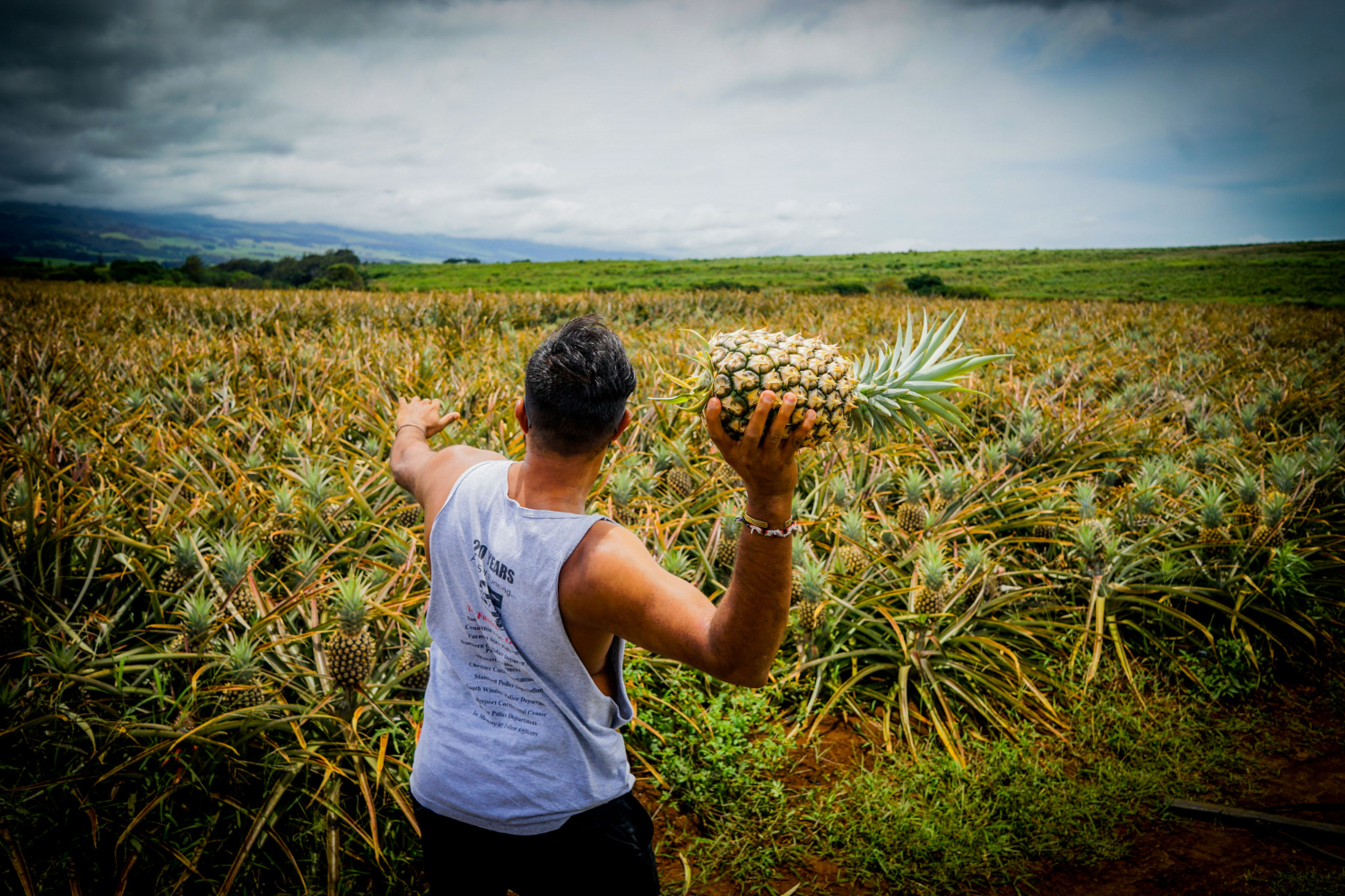 The Portuguese island where pineapples grow in glass greenhouses