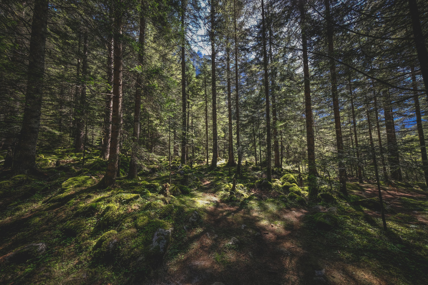 Forrest