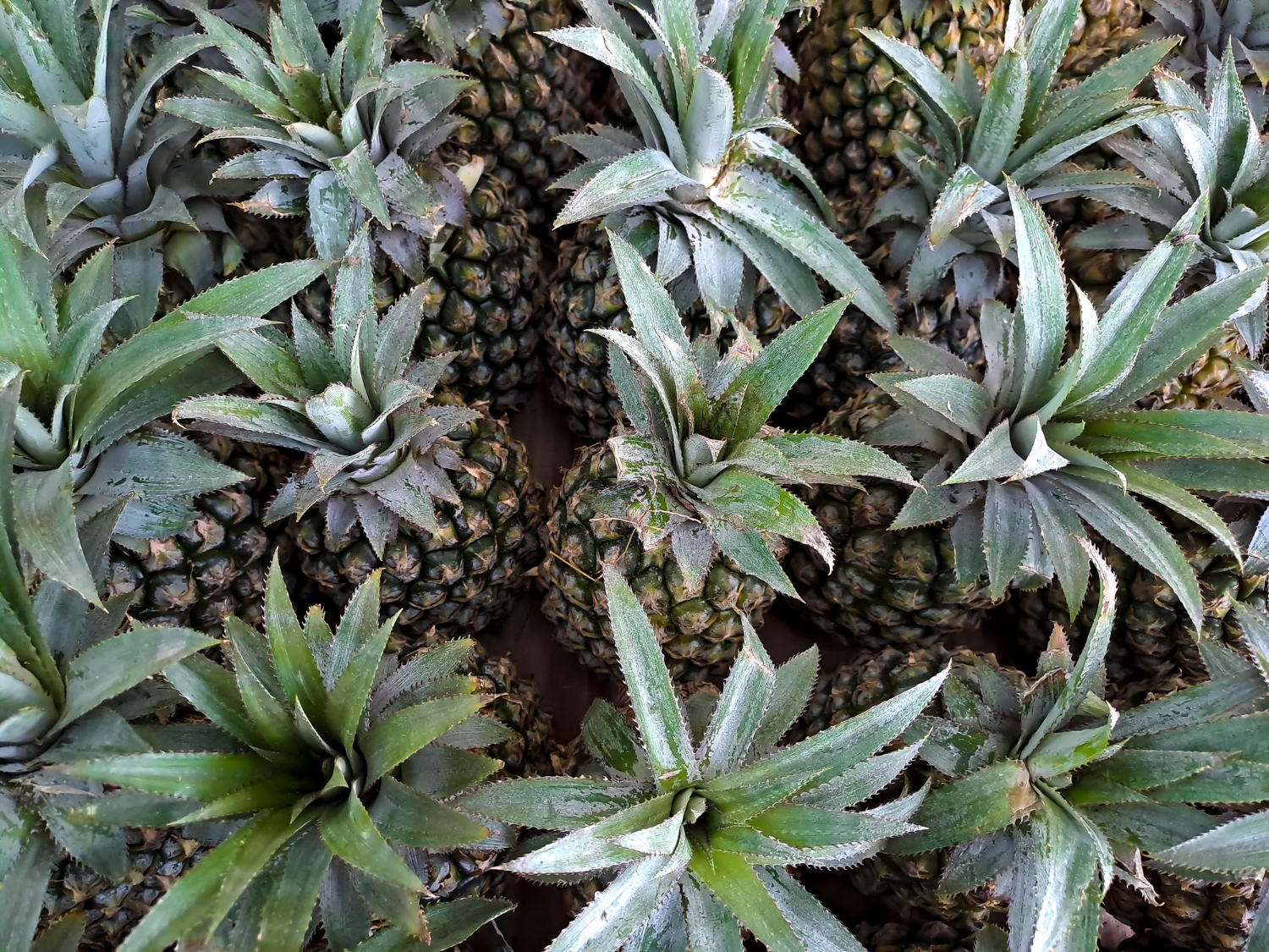  pineapple