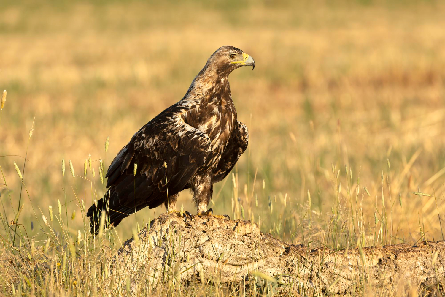 eagle