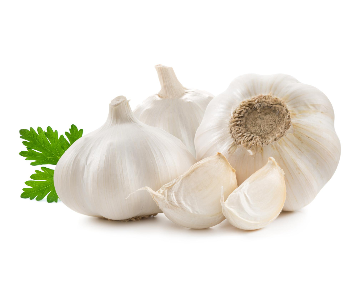 Garlic
