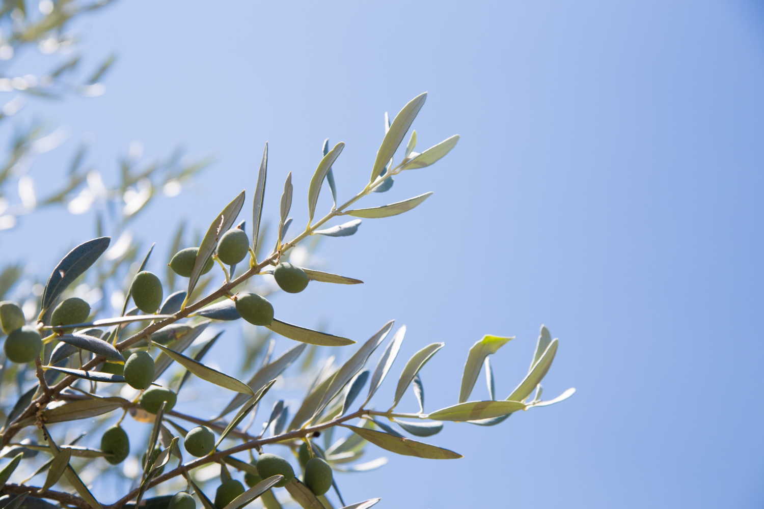 Olive Tree
