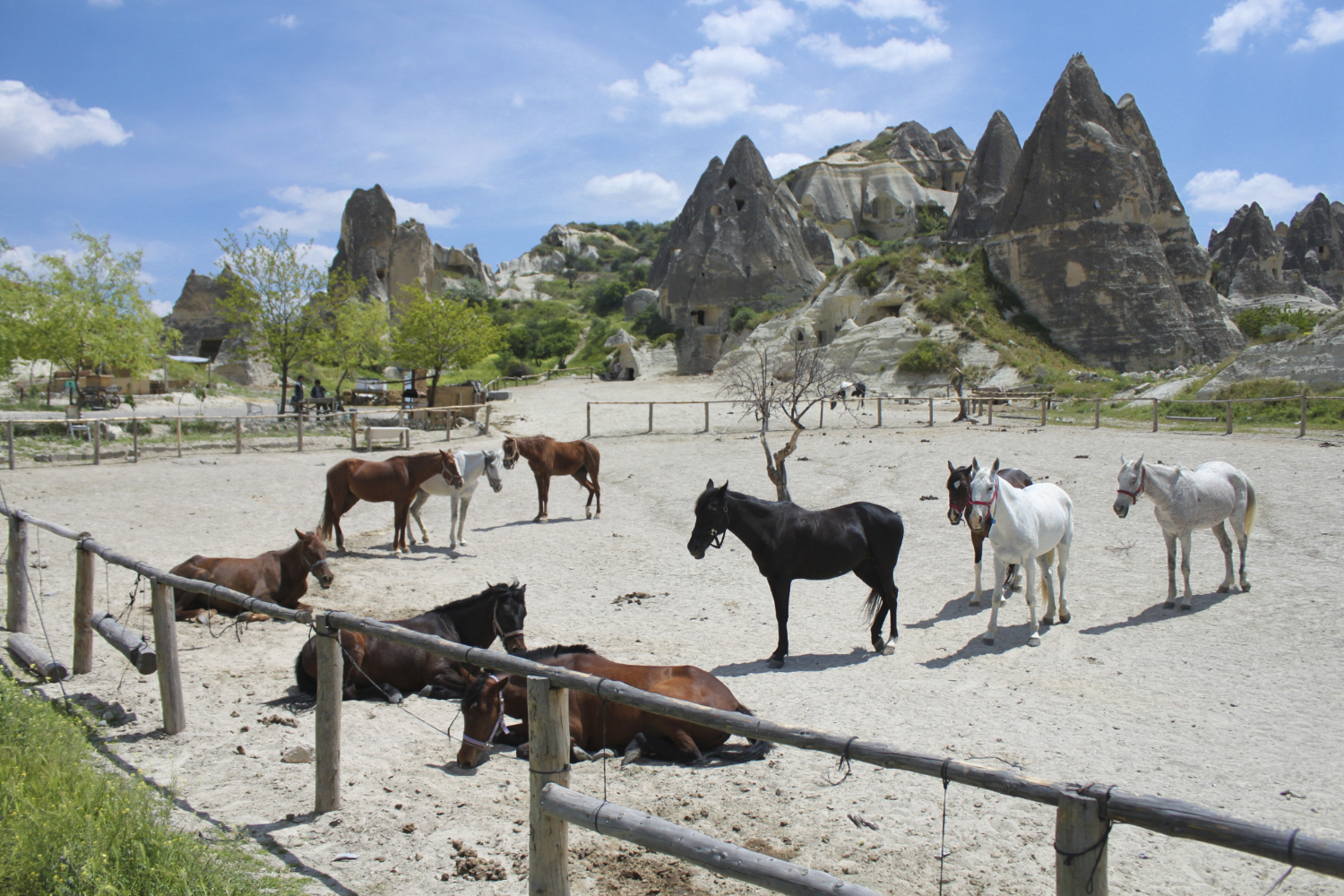 Donkeys