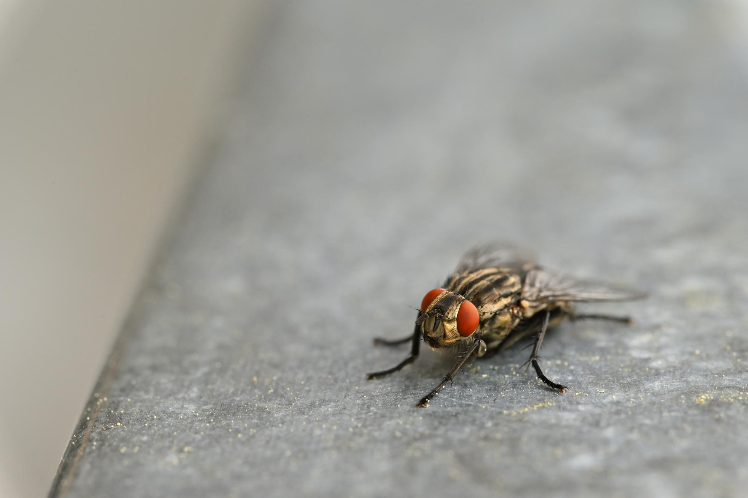 Insects 