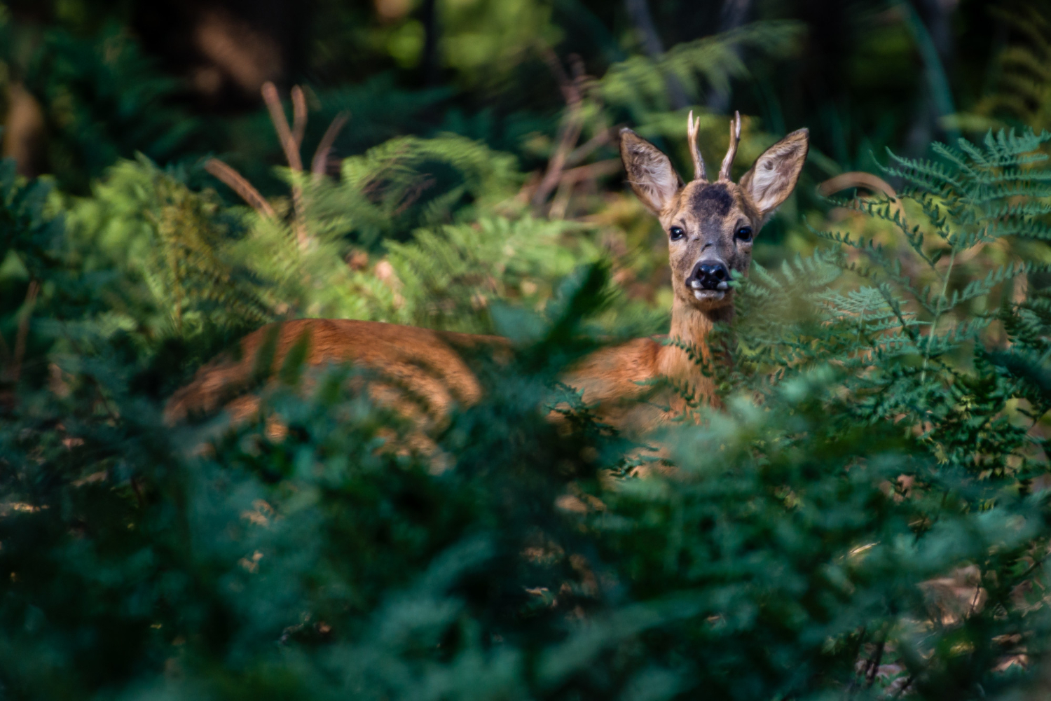 Wildlife