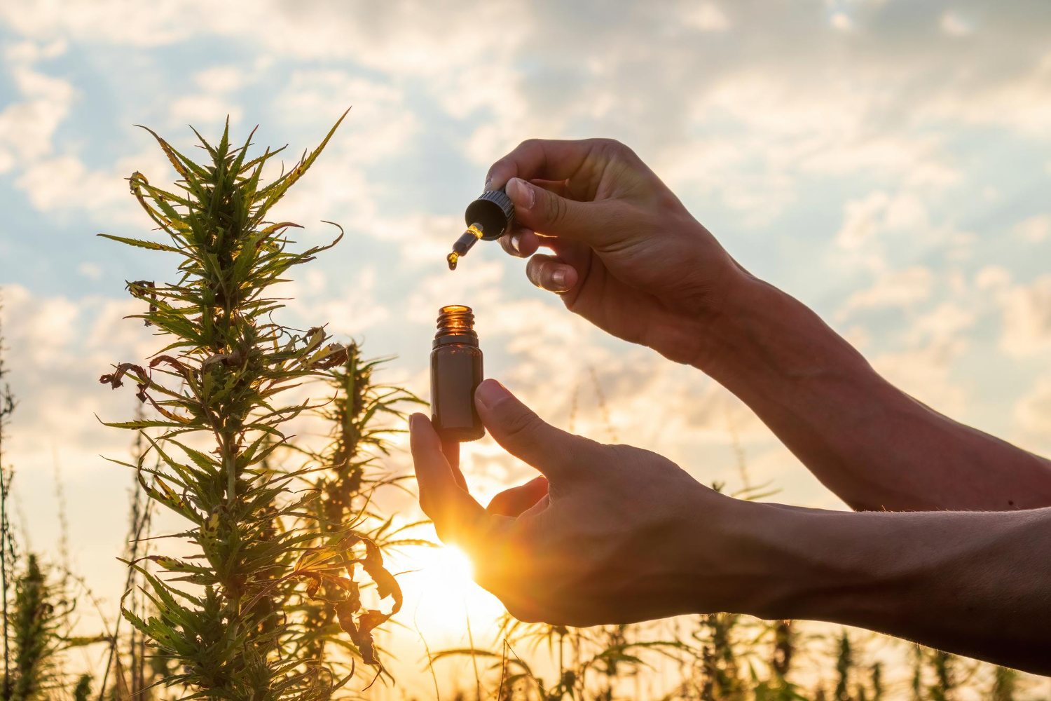 Cannabis Products