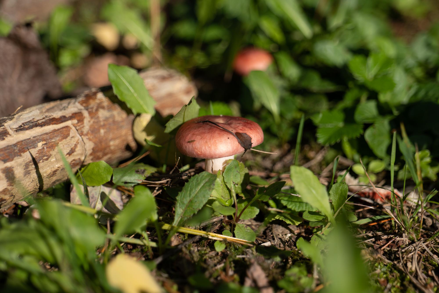 Mushrooms