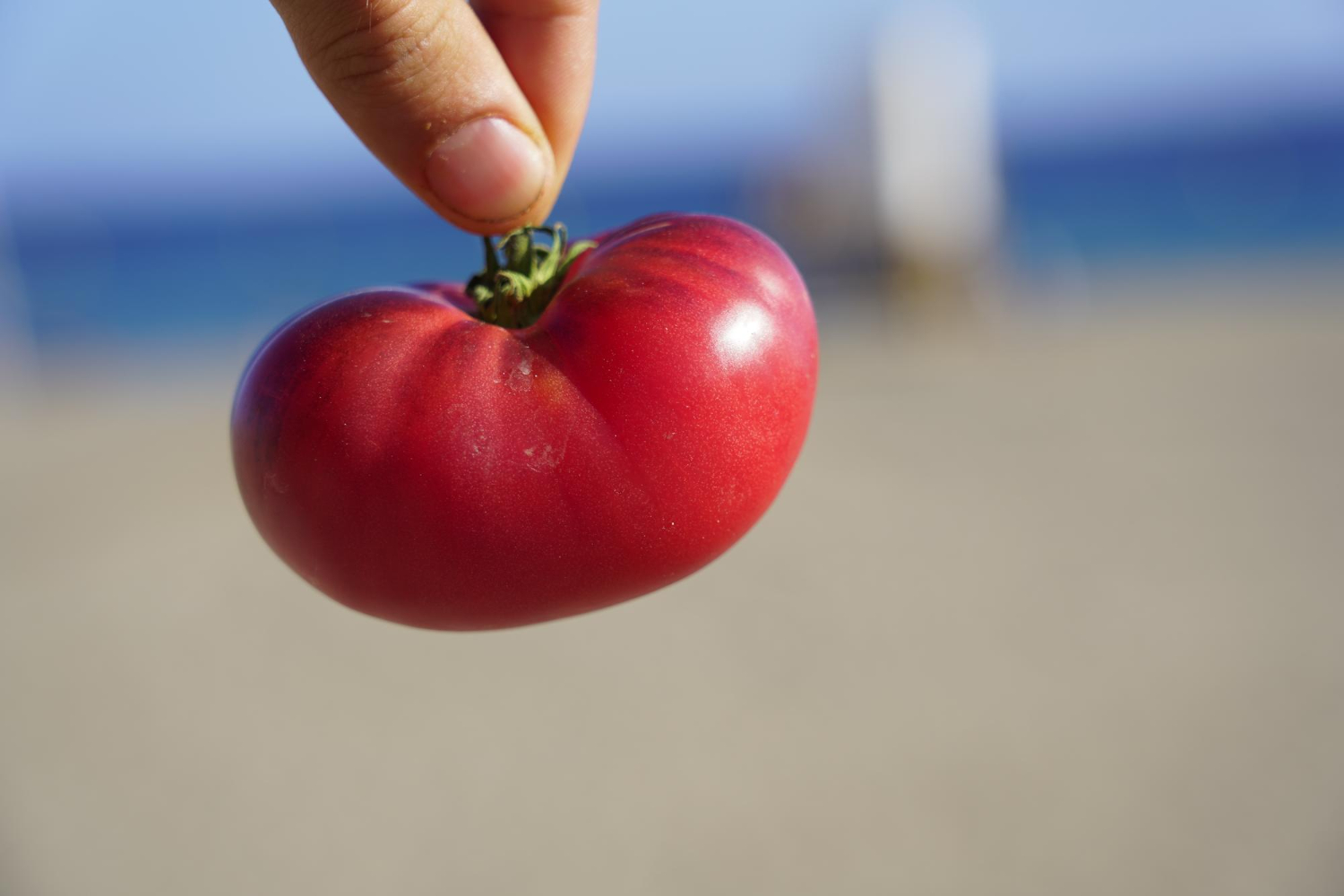 Tomato Festivals