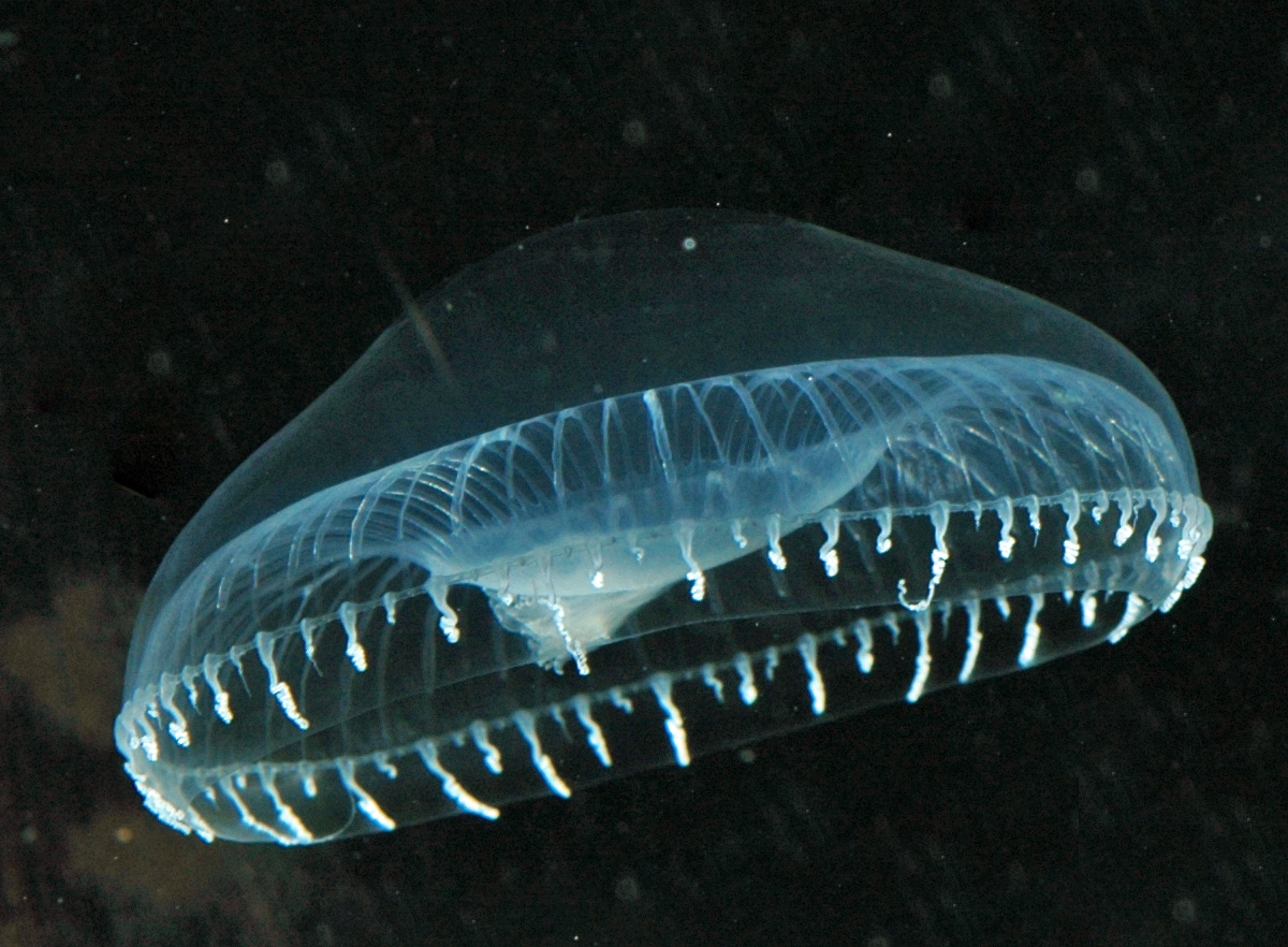 Bioluminescent Waves
