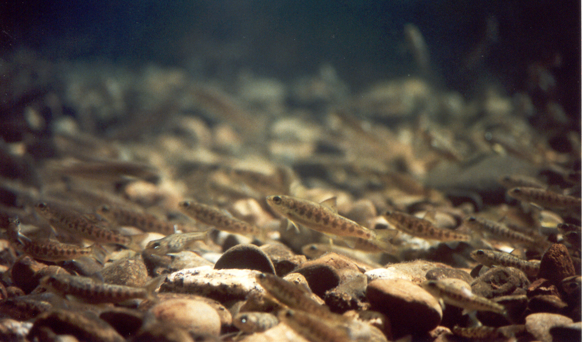 Salmon