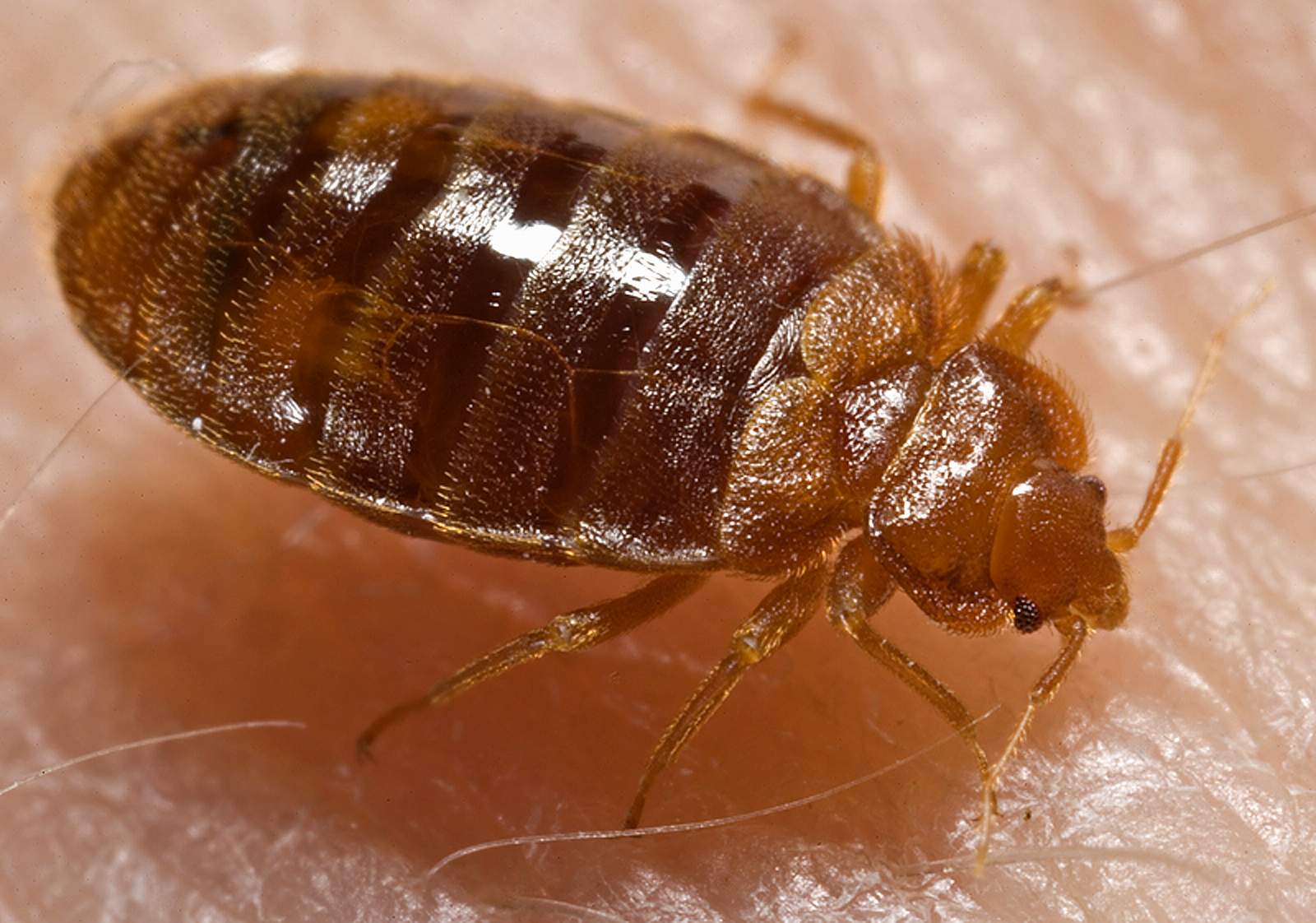 Bedbugs