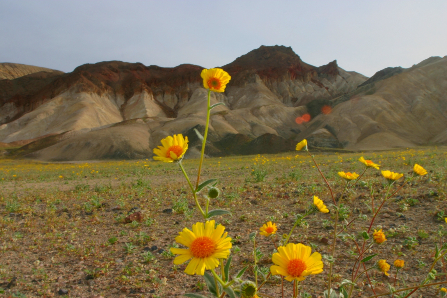 Wildflowers