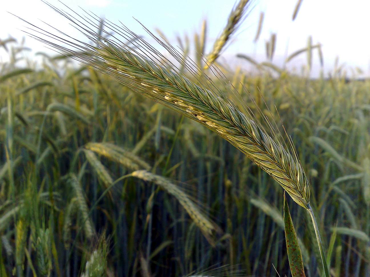 Rye