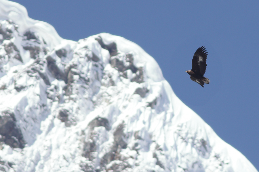 Golden eagle