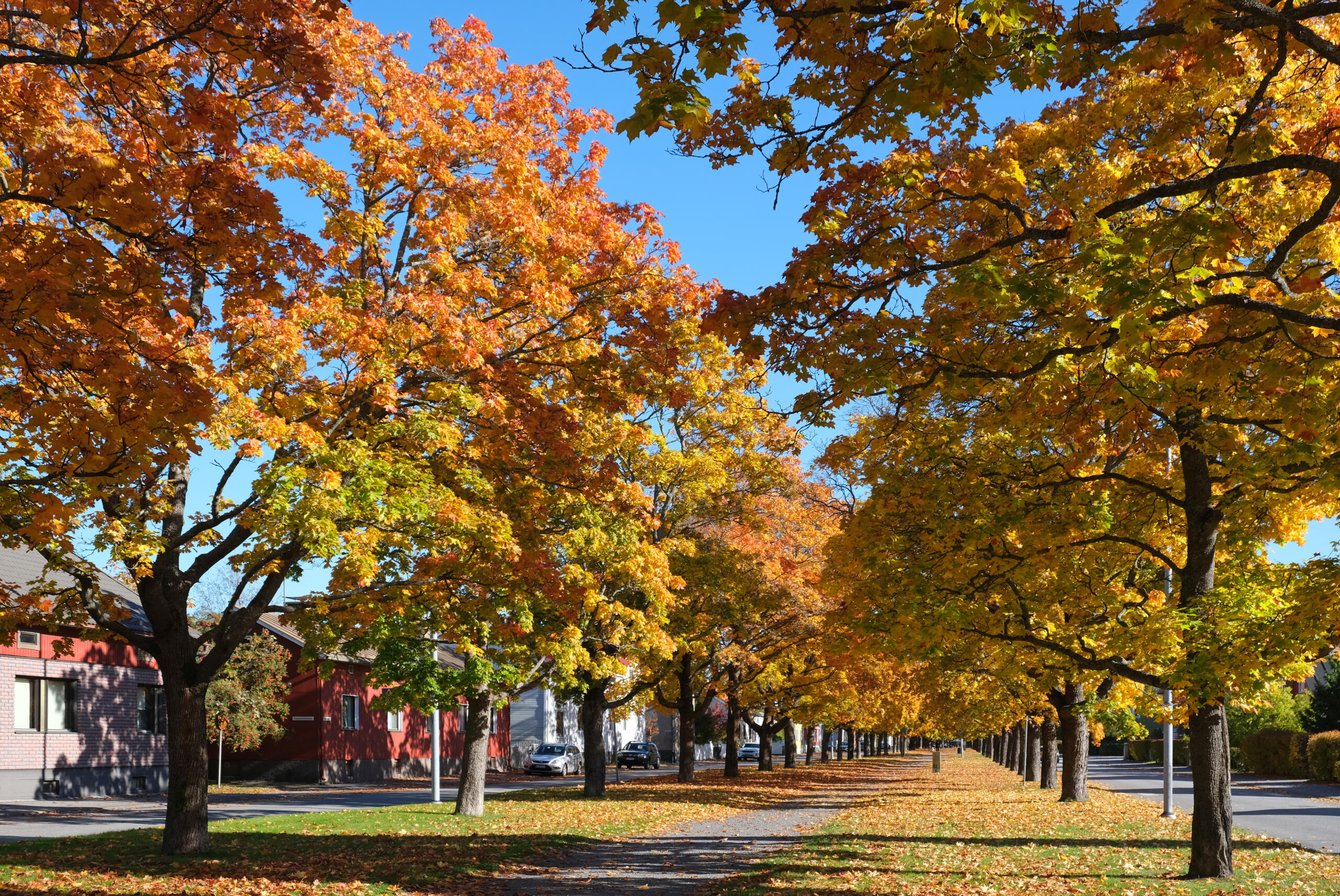Fall Foliage