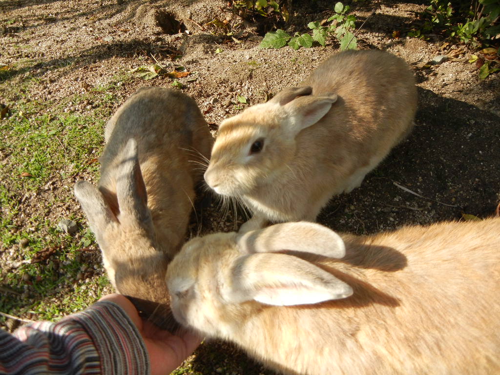 rabbits