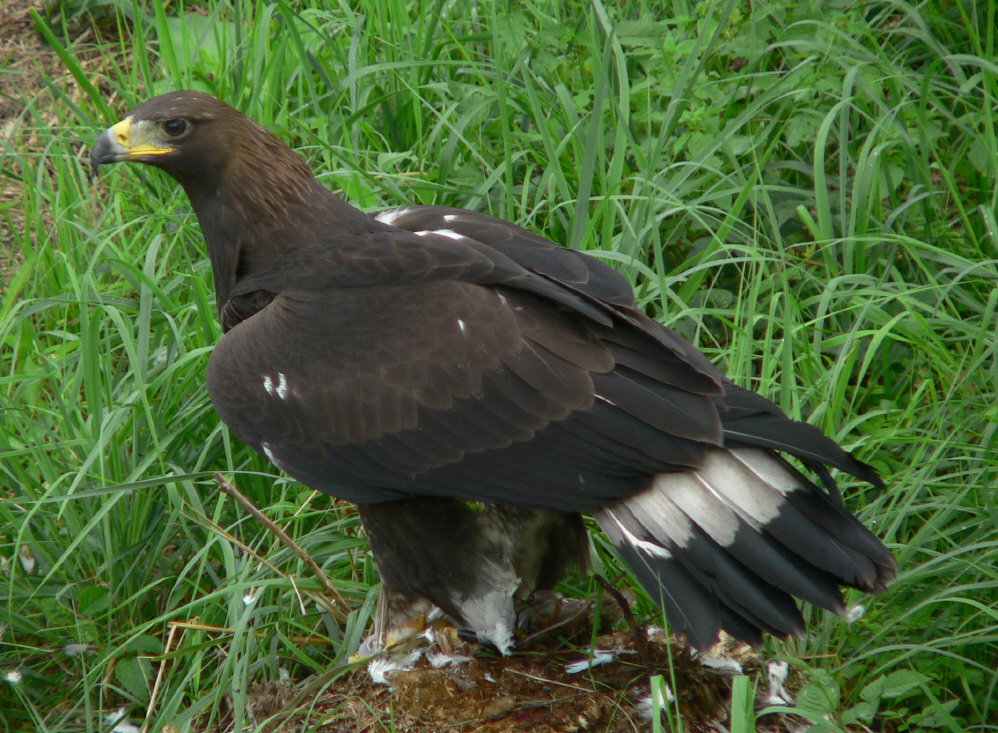 Golden eagle