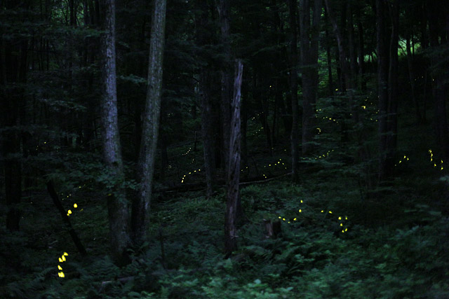 synchronous firefly