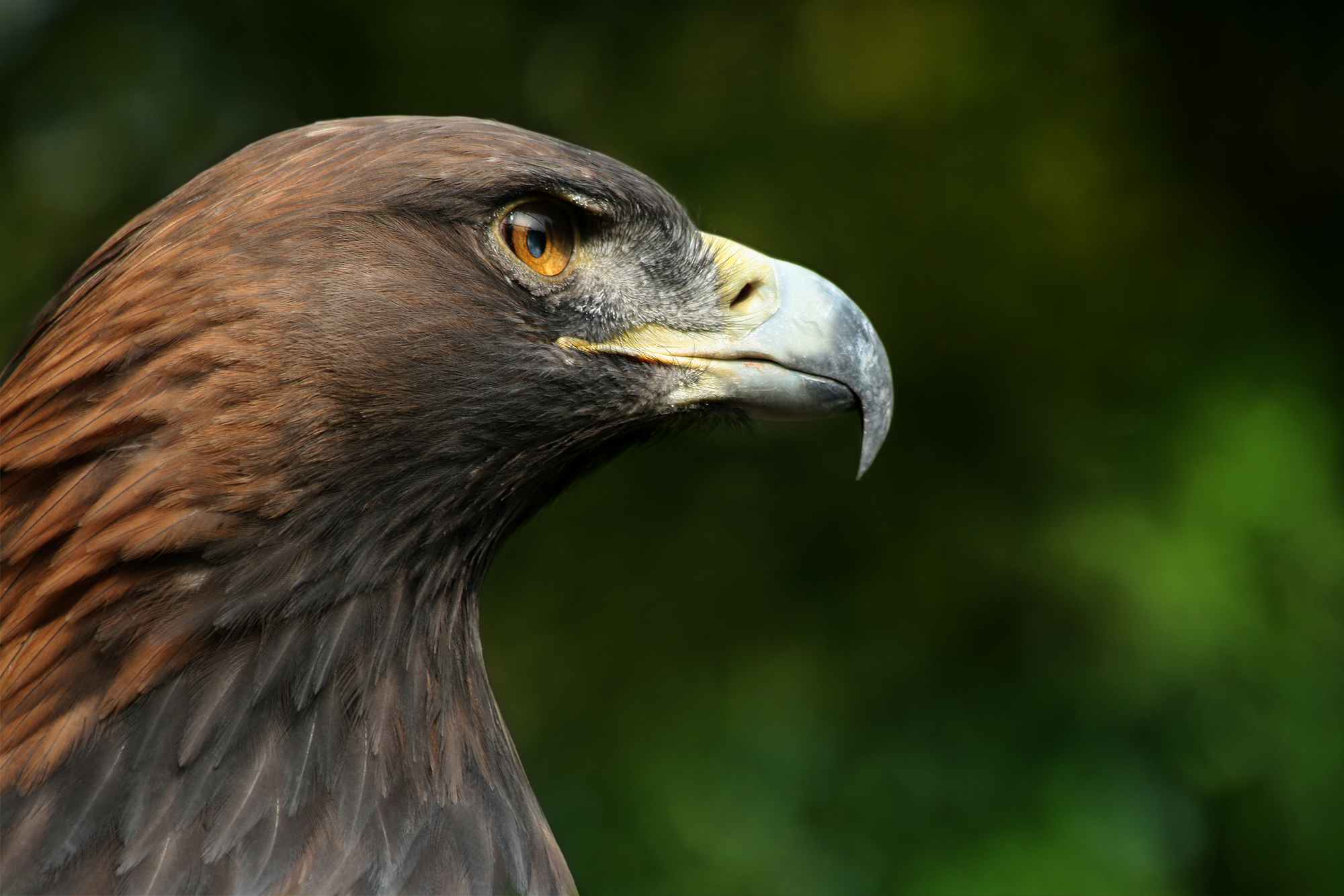 Golden eagle