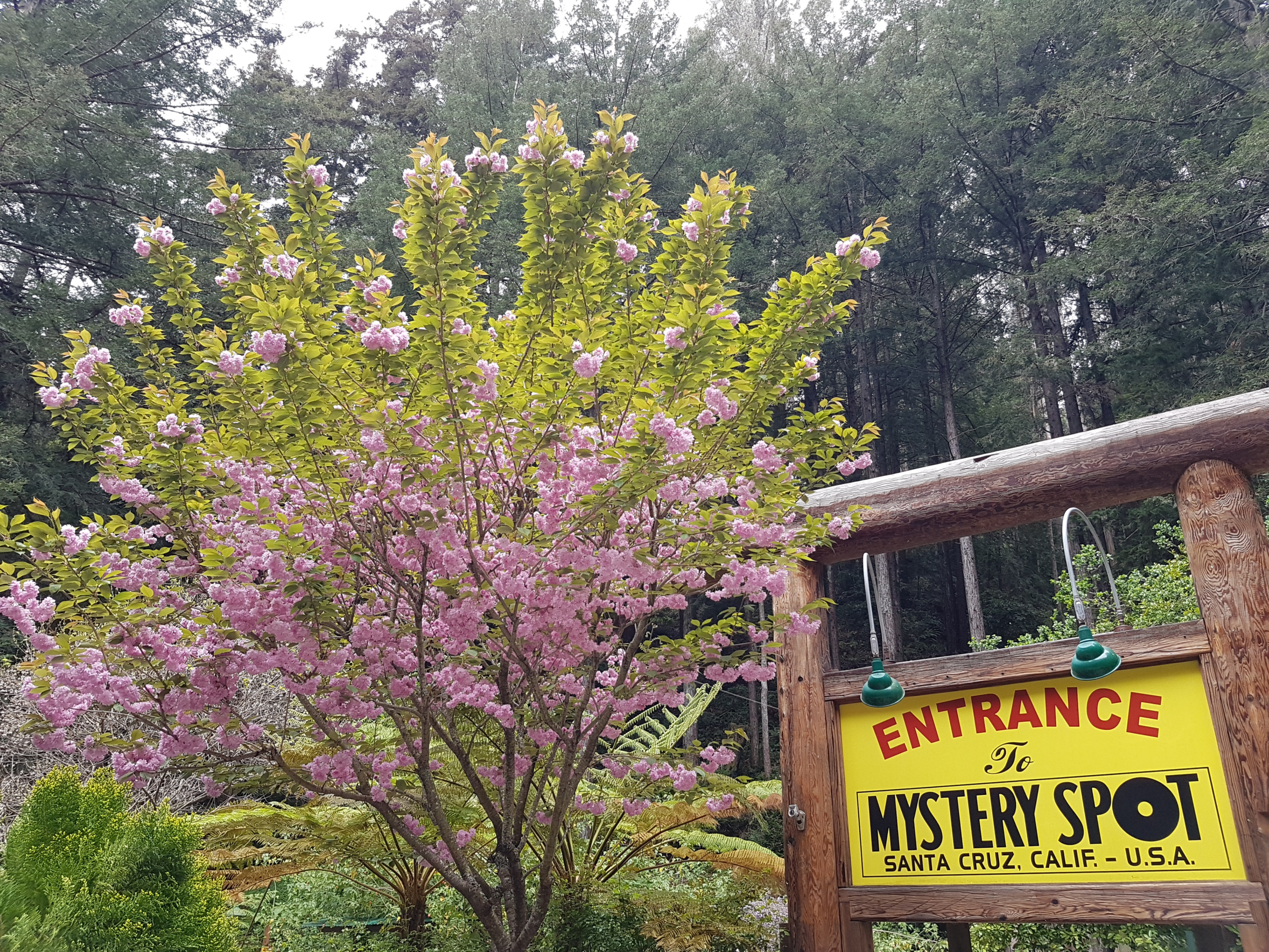 The Mystery Spot