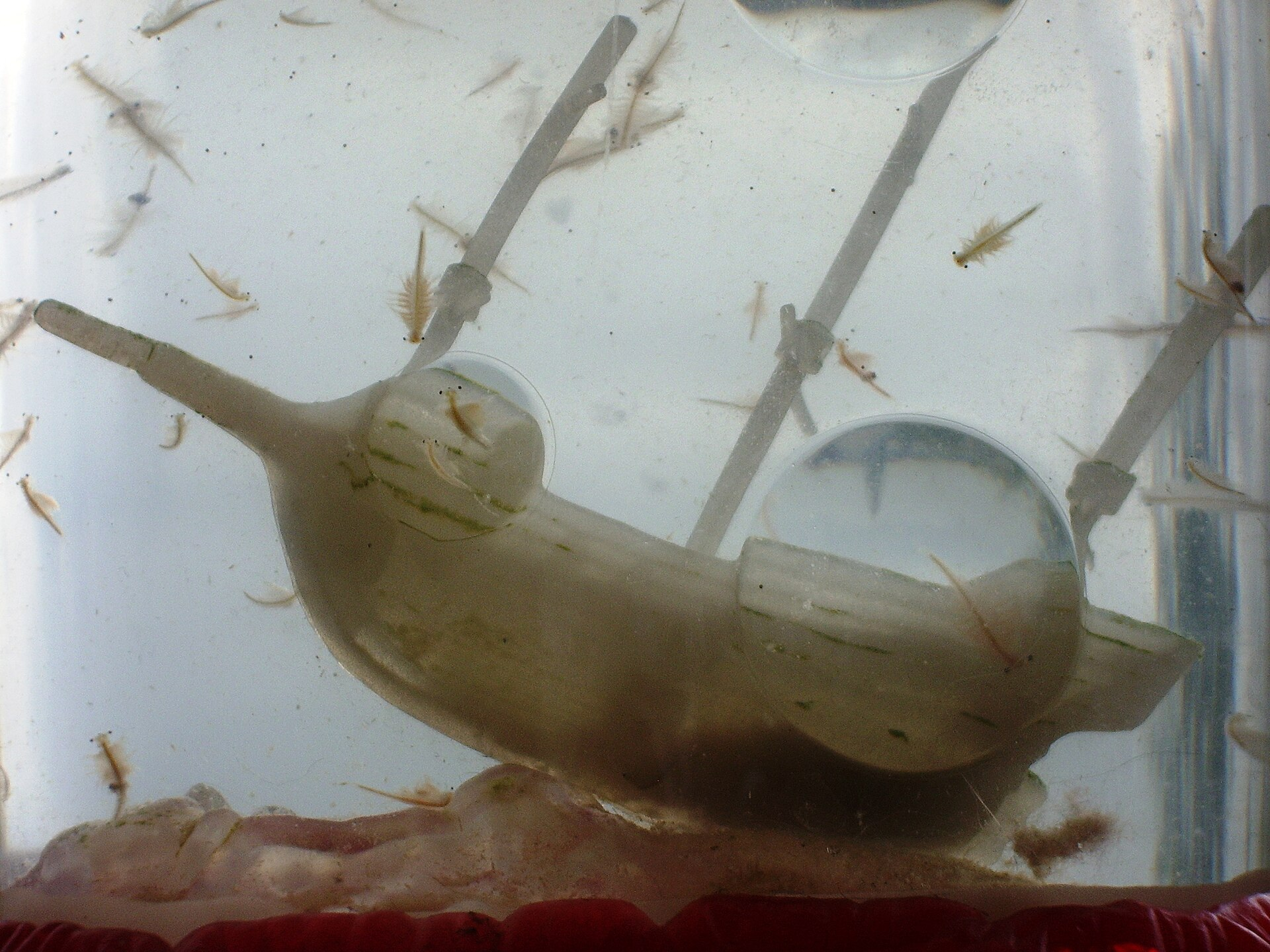 Sea-Monkeys